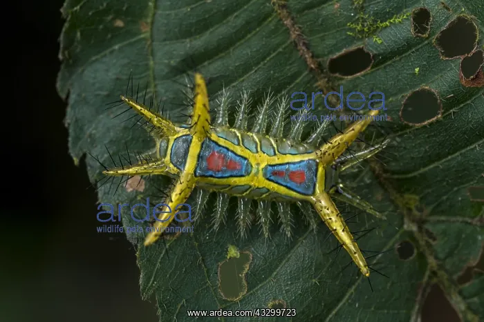: Slug Caterpillar (Limacodidae / Euclidae) Amazon : Slug Caterpillar (Limacodidae / Euclidae) Amazon