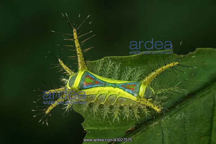  : slug caterpillar, Magdalena Valley, Colombia