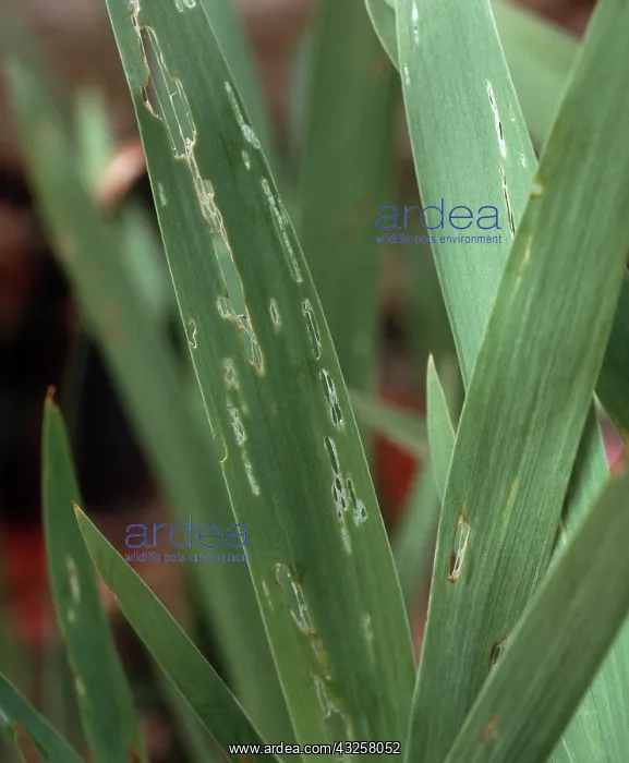 : Slug damage to Iris : Slug damage to Iris