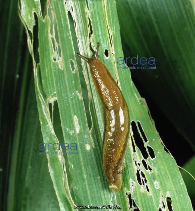: Slug on damaged corn stalk : Slug on damaged corn stalk