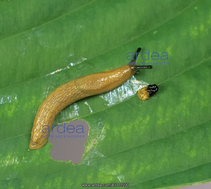 : Slug on damaged hosta leaf : Slug on damaged hosta leaf