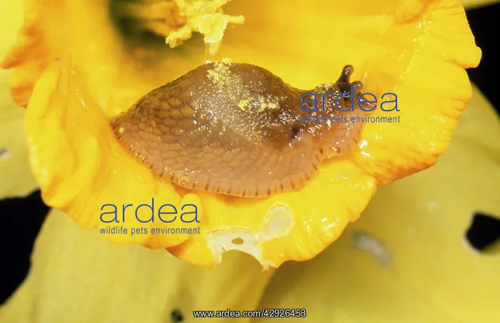 : Slug - eating Daffodil in garden : Slug - eating Daffodil in garden