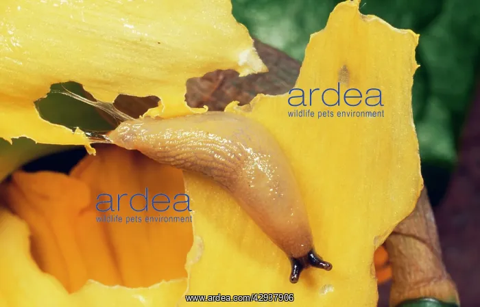 : Slug - Eating Daffodil in garden : Slug - Eating Daffodil in garden