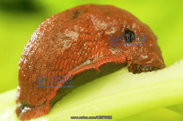  : Slug - eating leaf