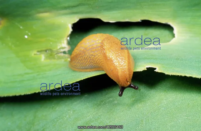 : SLUG - eating leaf, orange form : SLUG - eating leaf, orange form