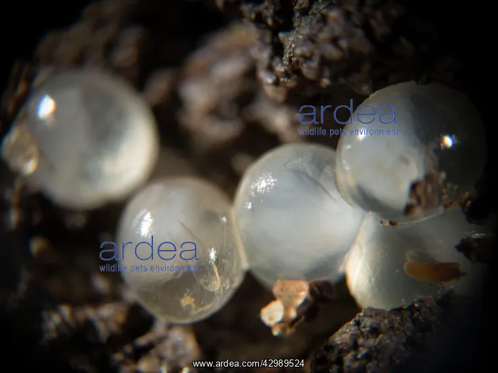 : Slug eggs. developing embryos - UK : Slug eggs. developing embryos - UK