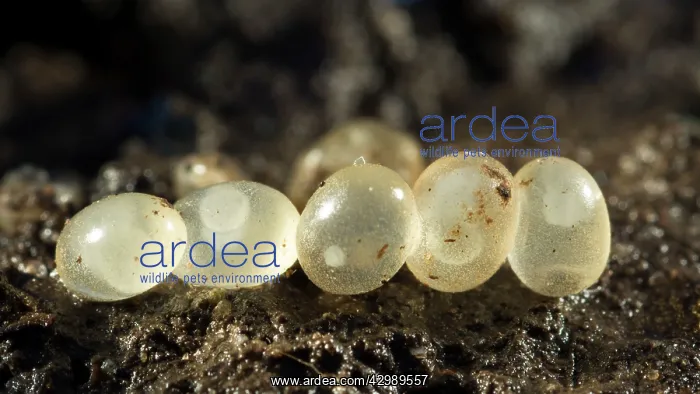 : Slug eggs. developing embryos - UK : Slug eggs. developing embryos - UK