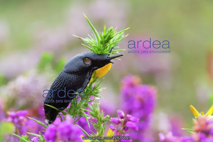  : Slug on Gorse