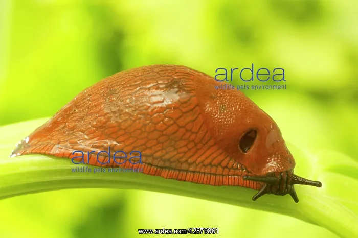 : Slug - on leaf