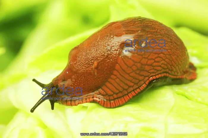 : Slug - on leaf