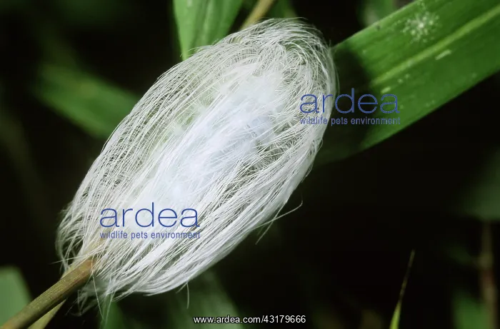  : Slug Moth caterpillar (Limacodidae)
