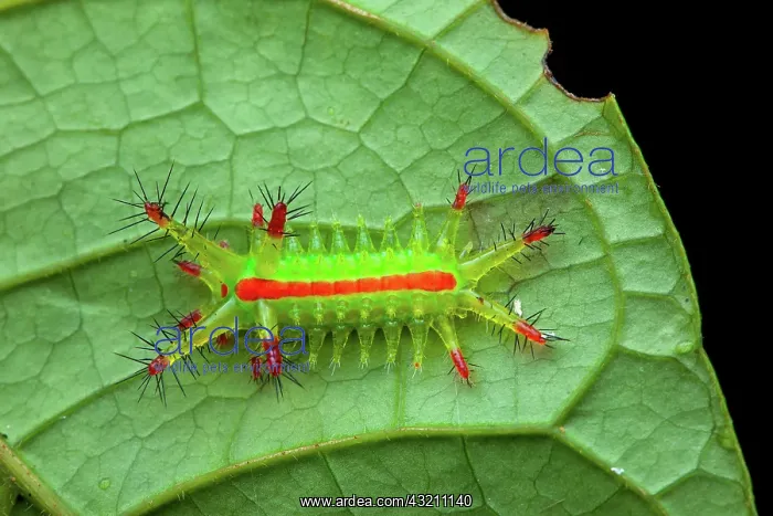 : Slug moth (Euclea sp) catepillar on a leaf, Montagne : Slug moth (Euclea sp) catepillar on a leaf, Montagne