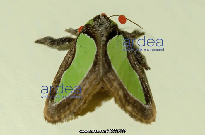 : Slug Moth with Long-legged Velvet Mite : Slug Moth with Long-legged Velvet Mite