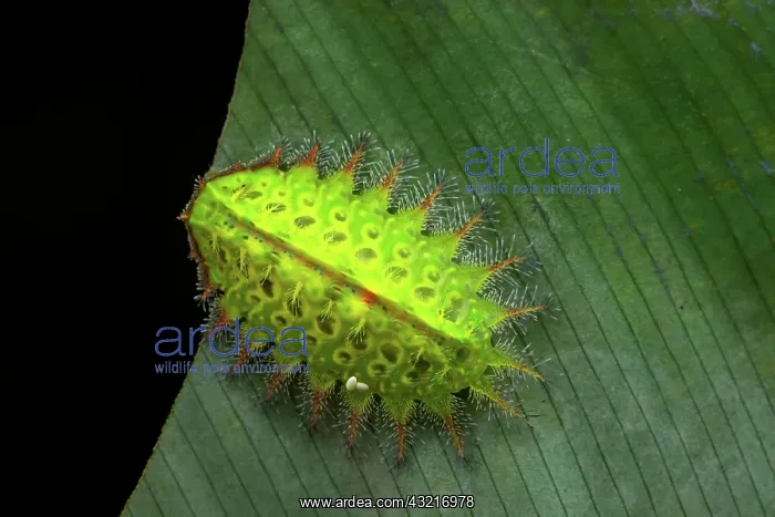 : Slug moth (Natada sp) caterpillar with parasite : Slug moth (Natada sp) caterpillar with parasite