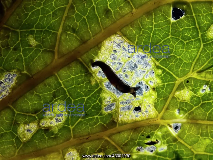  : Slug newly hatched on underside of leaf UK