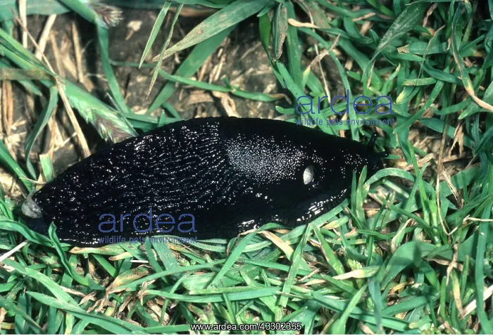 : SLUG - partly contracted, black form : SLUG - partly contracted, black form
