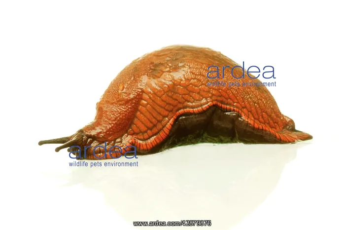  : Slug. Studio