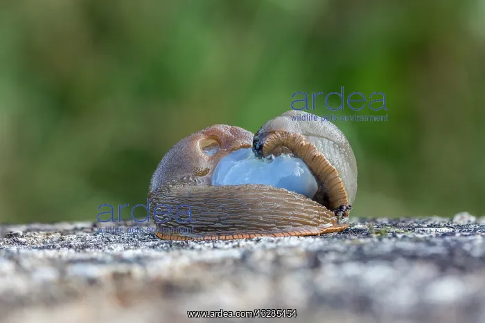 : Slugs Mating - UK : Slugs Mating - UK