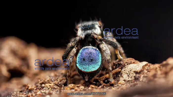 : A small 3-4mm Peacock Jumping Spider (Maratus anomalus : A small 3-4mm Peacock Jumping Spider (Maratus anomalus