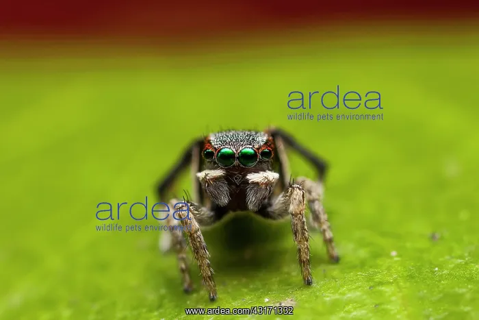 : A small 3-4mm Peacock Jumping Spider (Maratus anomalus : A small 3-4mm Peacock Jumping Spider (Maratus anomalus