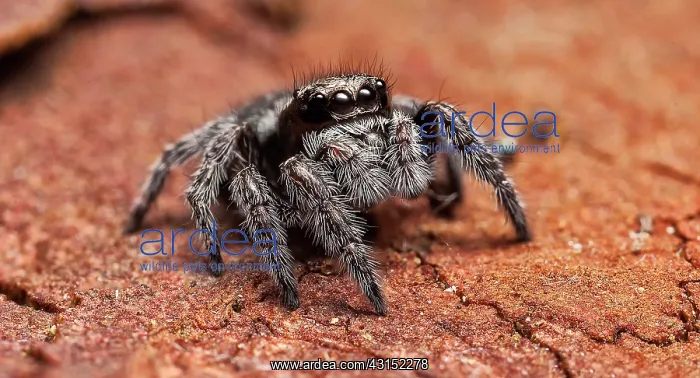 : small (4-5mm) jumping spider on a piece of tree : small (4-5mm) jumping spider on a piece of tree