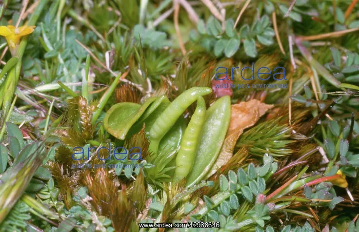 : Small Adders Tongue FERN : Small Adders Tongue FERN