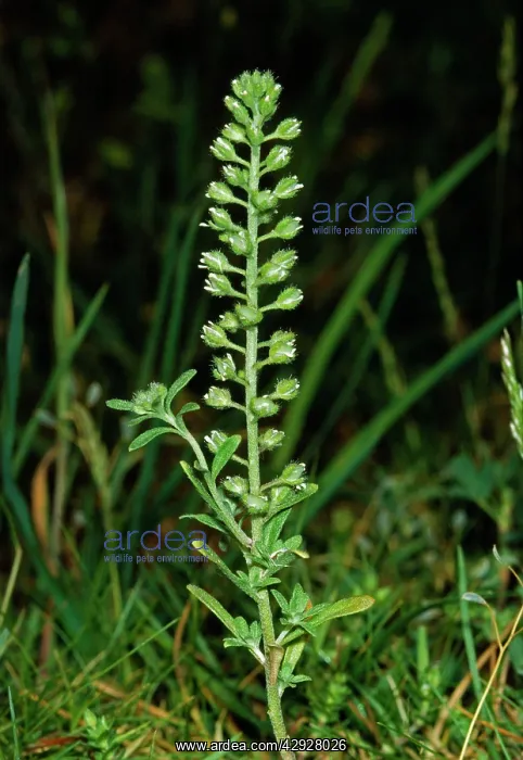 : Small ALISON - in flower : Small ALISON - in flower