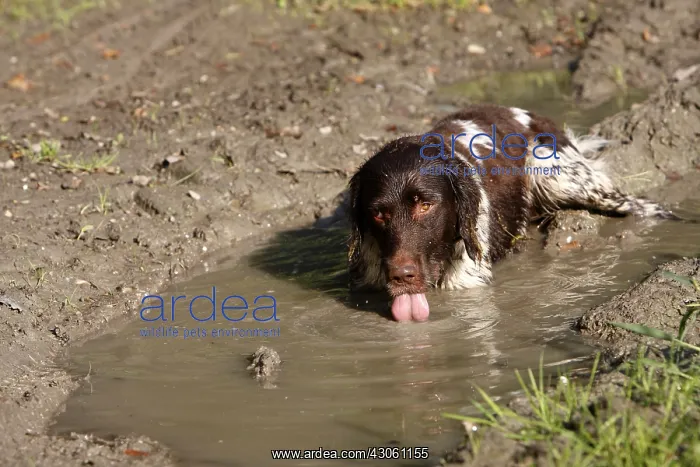 : Small animal drinking from a puddle Alsace France : Small animal drinking from a puddle Alsace France