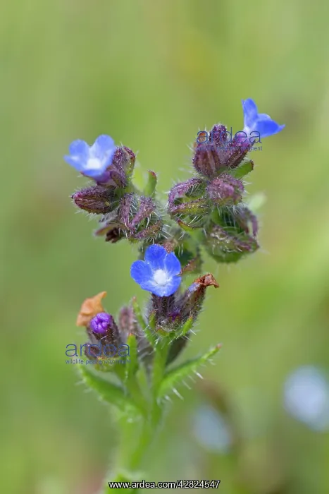  : Small  /  Annual Bugloss