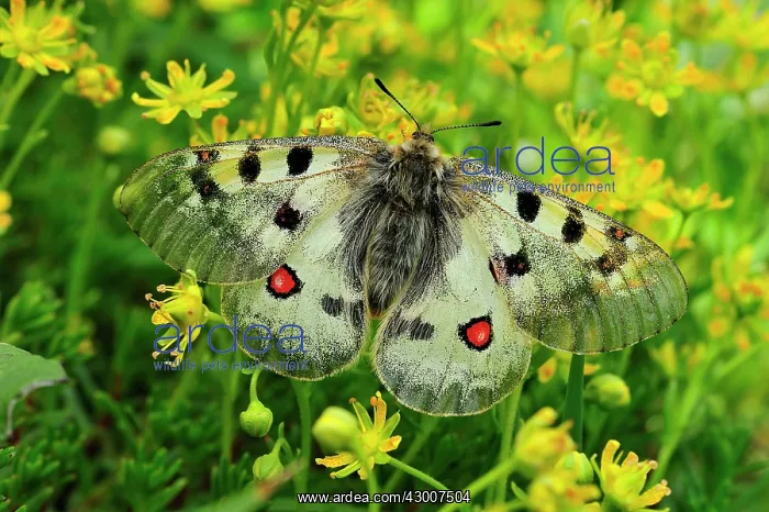 : Small Apollo Butterfly female on Yellow Mountain Saxifrage : Small Apollo Butterfly female on Yellow Mountain Saxifrage