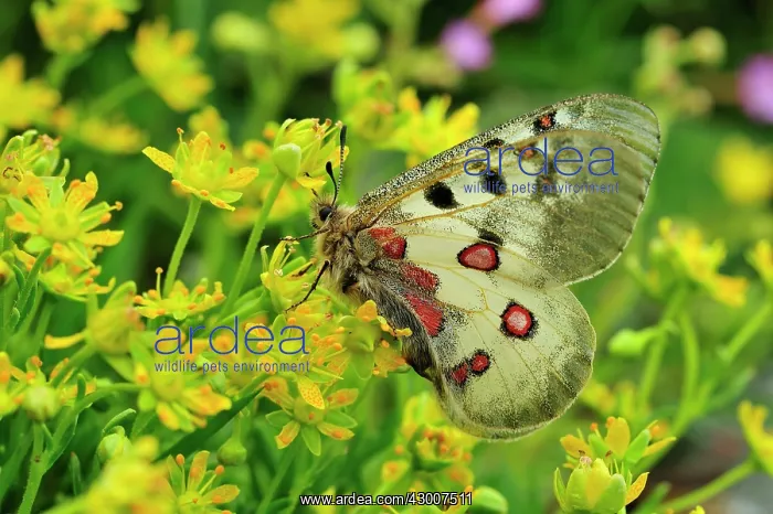 : Small Apollo Butterfly female on Yellow Mountain Saxifrage : Small Apollo Butterfly female on Yellow Mountain Saxifrage