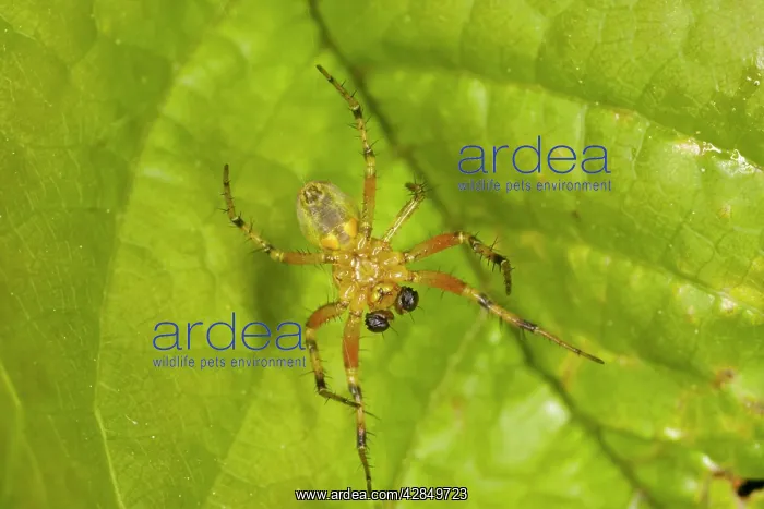 : A small Araneid spider - from below : A small Araneid spider - from below
