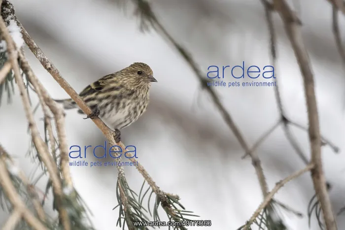 : Small but beautiful... Pine siskin (Spinus pinus) in the branches of a coniferous tree : Small but beautiful... Pine siskin (Spinus pinus) in the branches of a coniferous tree