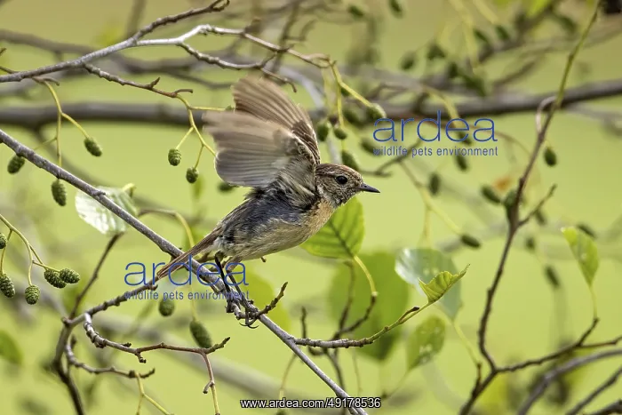: Small bird spreads its wings on a branch with green leaves in a quiet environment : Small bird spreads its wings on a branch with green leaves in a quiet environment
