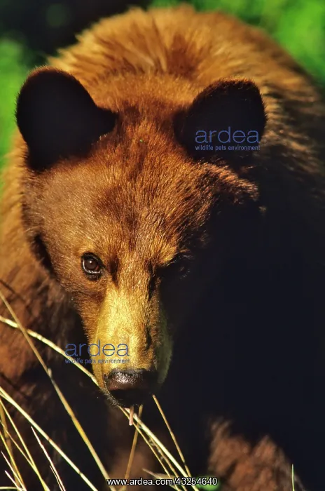 : Small Black Bear Feeds in meadow in Waterton : Small Black Bear Feeds in meadow in Waterton