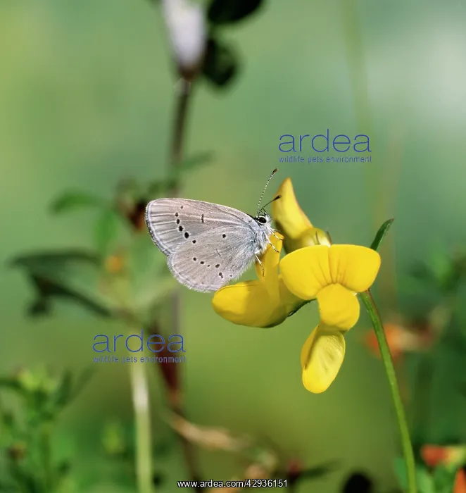 : Small Blue BUTTERFLY - male on Trefoil : Small Blue BUTTERFLY - male on Trefoil