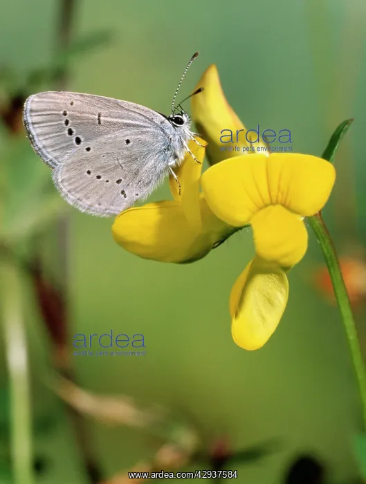 : Small Blue Butterfly - Male - at yellow flower (Trefoil?) : Small Blue Butterfly - Male - at yellow flower (Trefoil?)