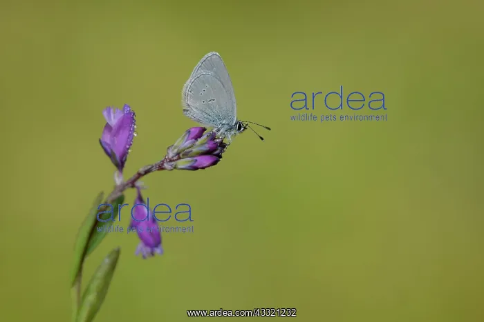 : Small Blue (Cupido minimus) : Small Blue (Cupido minimus)
