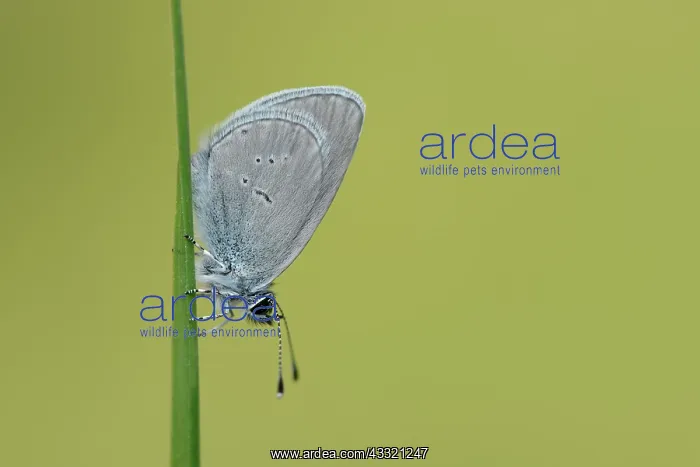 : Small Blue (Cupido minimus) : Small Blue (Cupido minimus)