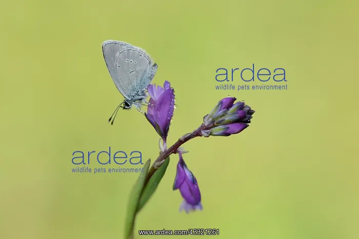: Small Blue (Cupido minimus) : Small Blue (Cupido minimus)