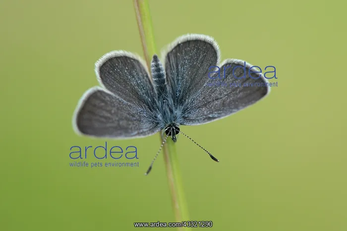 : Small Blue (Cupido minimus) : Small Blue (Cupido minimus)