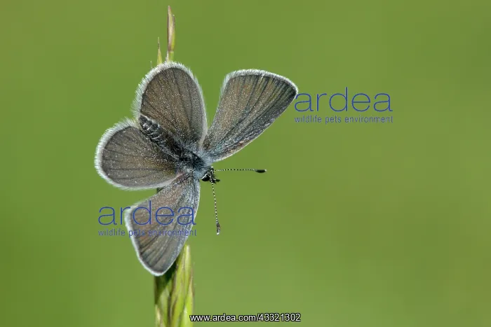 : Small Blue (Cupido minimus) : Small Blue (Cupido minimus)