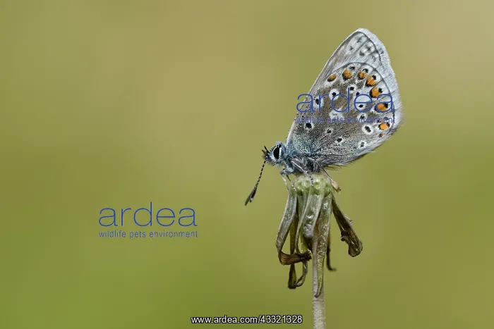 : Small Blue (Cupido minimus) : Small Blue (Cupido minimus)