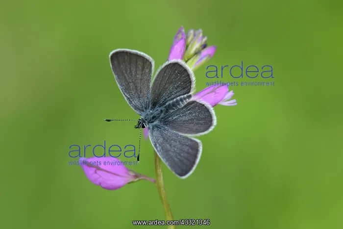 : Small Blue (Cupido minimus) : Small Blue (Cupido minimus)