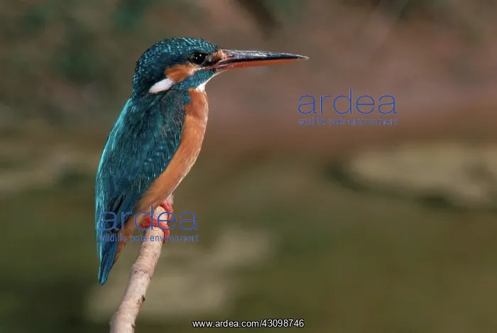 : Small Blue Kingfisher : Small Blue Kingfisher