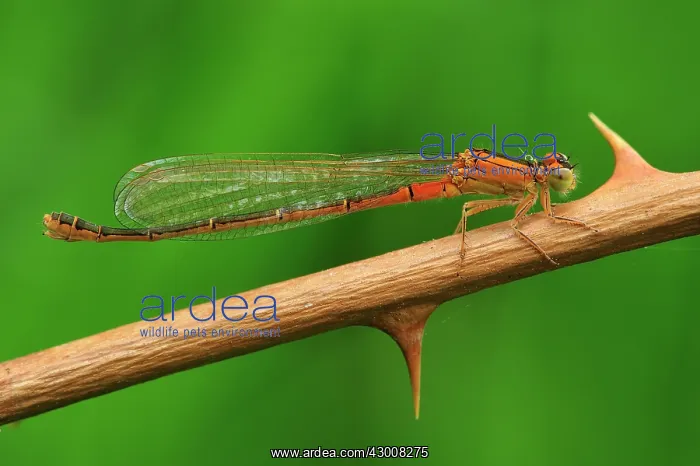 : Small Bluetail Scarce Blue Tailed Damselfly female : Small Bluetail Scarce Blue Tailed Damselfly female