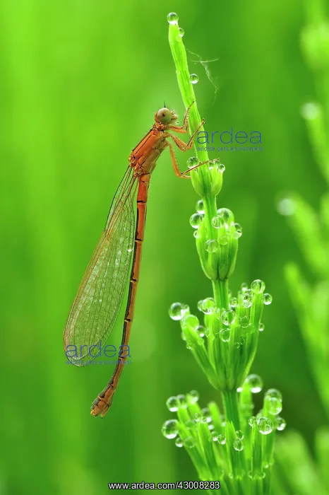 : Small Bluetail Scarce Blue Tailed Damselfly female : Small Bluetail Scarce Blue Tailed Damselfly female