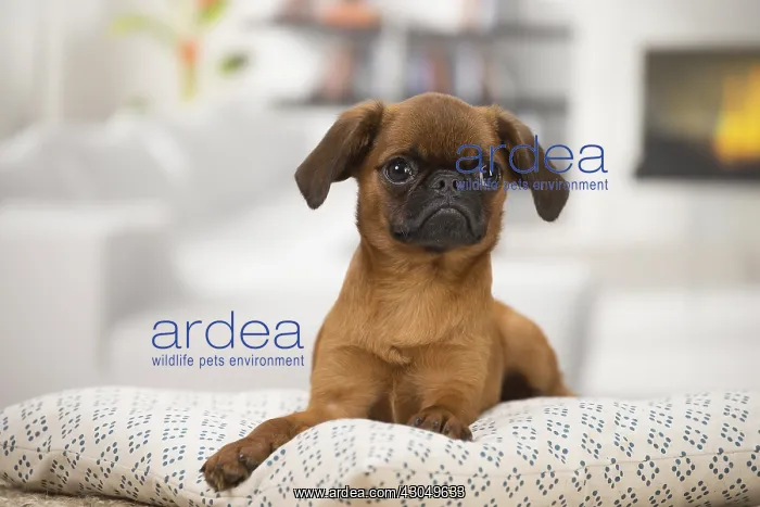 : Small Brabant Griffon / Petit Brabancon dog indoors : Small Brabant Griffon / Petit Brabancon dog indoors