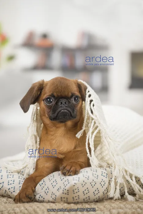: Small Brabant Griffon / Petit Brabancon dog indoors : Small Brabant Griffon / Petit Brabancon dog indoors