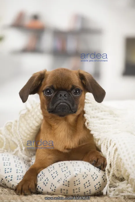 : Small Brabant Griffon / Petit Brabancon dog indoors : Small Brabant Griffon / Petit Brabancon dog indoors